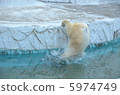 Polar bears 5974749