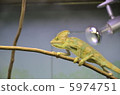 chameleon 5974751