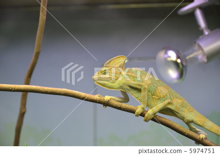 chameleon chameleon 5974751
