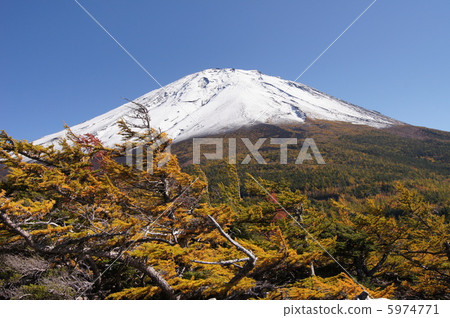 Early winter Mt. Fuji northern slope back grove 5974771