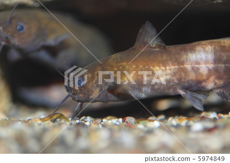 石川氏朝鮮鱨 5974849