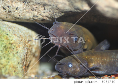 石川氏朝鮮鱨 5974850