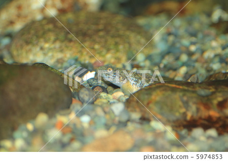 蝦虎魚, 蝦虎魚, 5974853