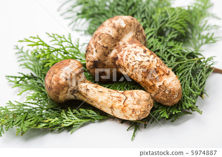 Matsutake Matsutake 5974887