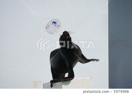 Sea lion 5974986