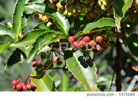 Tree · Manjou Yabukoji family Tree · Manjou Yabukoji family 5975089