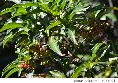 Tree · Manjou Yabukoji family Tree · Manjou Yabukoji family 5975091