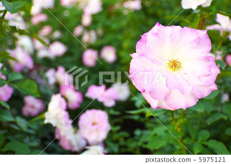 Roses Matilda 5975121