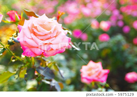 Rose Cherish 5975129