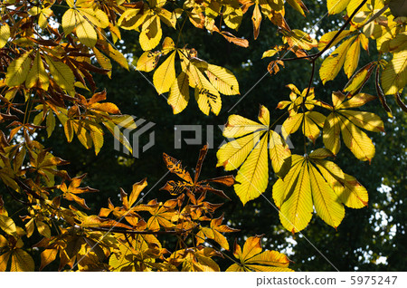The yellow leaves of Maronie 5975247