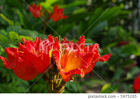 Kaenbok紅色花 5975285
