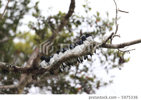 Papua Mori Swallow 5975336