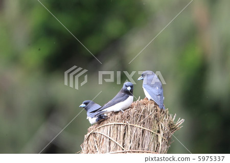 Papua Mori Swallow 5975337