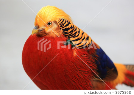 五顏六色的鳥（野雞 - 野雞 - 野雞 - 金基，寧野雞） 5975568