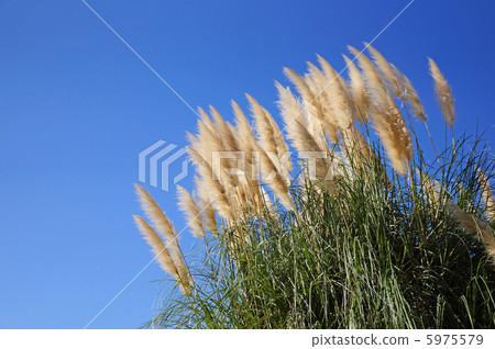 南美大草原給上釉的風和秋天天空藍天 南美大草原給上釉的風和秋天天空藍天 5975579