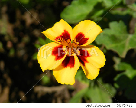 French marigold (Pascal) 5975755