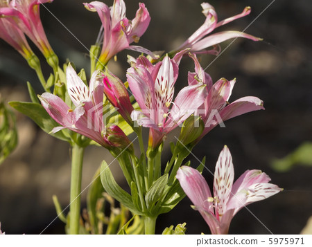 Alstroemeria flowers 5975971