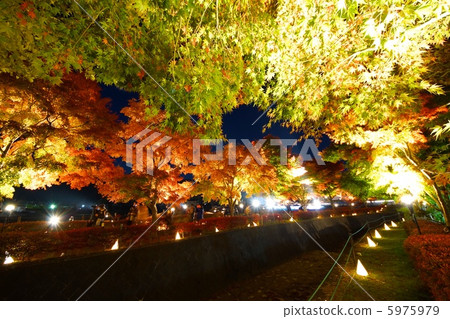 點亮楓樹走廊 點亮楓樹走廊 5975979