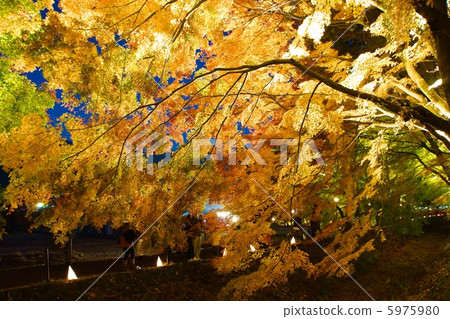 點亮楓樹走廊 點亮楓樹走廊 5975980