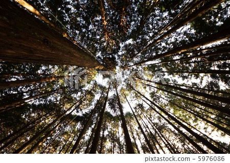 Deep within the deep forest Deep within the deep forest 5976086