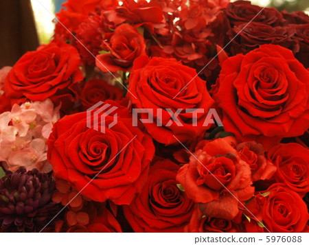 rose rose 5976088