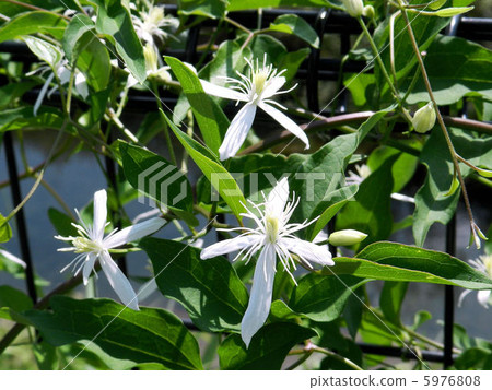 Senginsou / Asakawa 5976808