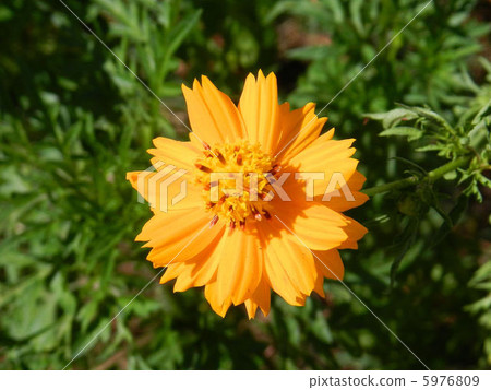 Kivanacosmos / Asakawa Kivanacosmos / Asakawa 5976809