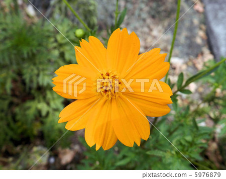 Kivanacosmos / Asakawa 5976879