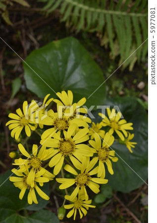 大吳風草 5977081