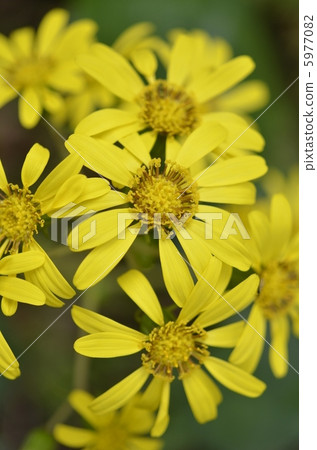 大吳風草 大吳風草 5977082