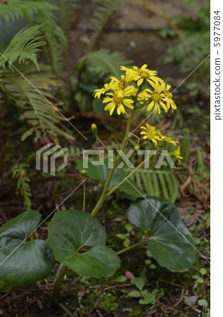 大吳風草 大吳風草 5977084