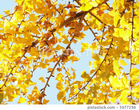 Ginkgo 5977298