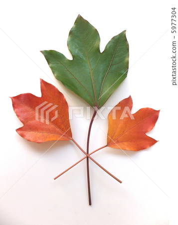 被上色的葉子色的葉子 5977304