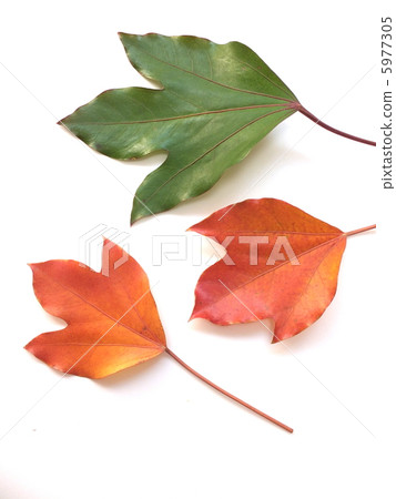 被上色的葉子色的葉子 5977305