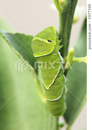 The larva of the clover The larva of the clover 5977399