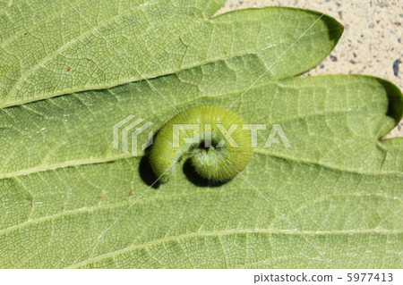 Caterpillar larva 5977413