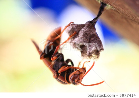 Making nests of Asian bee 5977414