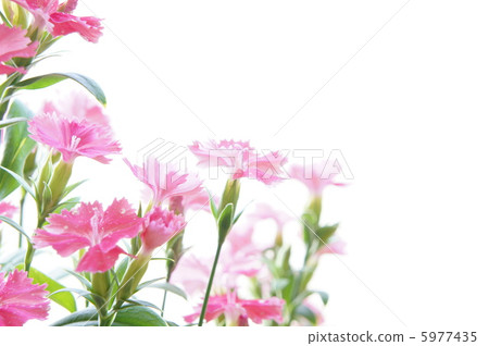 石竹花 5977435