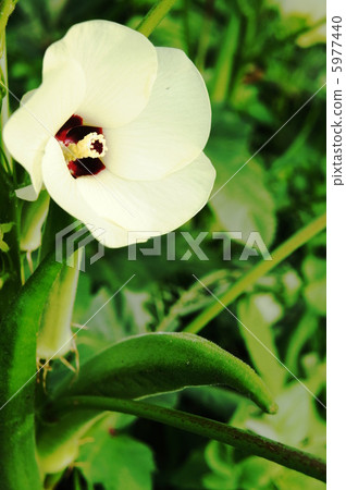 Okra's Flower 5977440