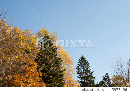 autumn autumn 5977496