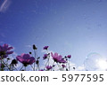 Cosmos and Shabon 5977595