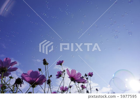 Cosmos and Shabon 5977595