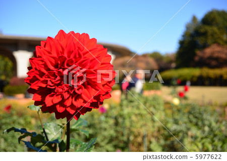 大麗花在公園裡 5977622