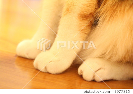 Cat's foot Cat's foot 5977815