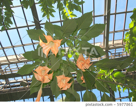 Flower of morning glory 5977861