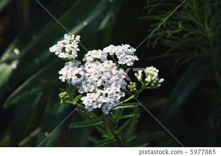 Yarrow Yarrow 5977865