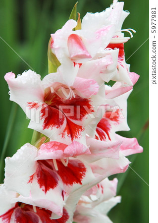 Gladiolus 5977981