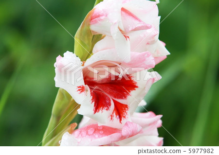 劍蘭 劍蘭 5977982