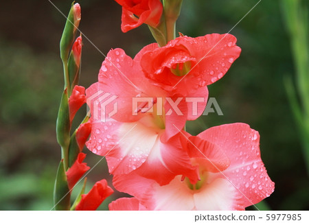 Gladiolus 5977985