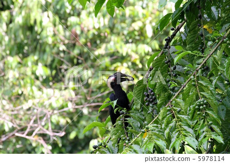 Asian Black Hornbill Asian Black Hornbill 5978114